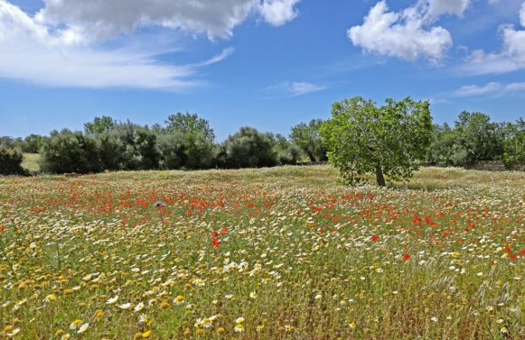 Spanien - Mallorca