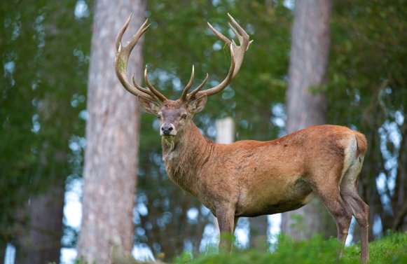 Immobilie in 9565 Kärnten - Ebene Reichenau: 223 ha Eigenjagd im Herzen Kärntens! Ebene Reichenau im UNESCO Gebiet Nockberge