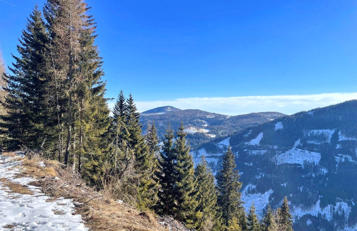 Property in 9565 Kärnten - Ebene Reichenau: 223 ha private hunt in the heart of Carinthia! Reichenau plain in the UNESCO area - picture 3