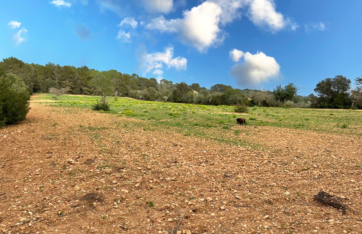 Property in 07630 Mallorca - Campos: Spacious plot with attractive project and planning permission - picture 3